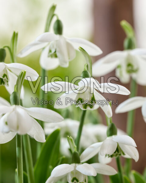 Galanthus Godfrey Owen