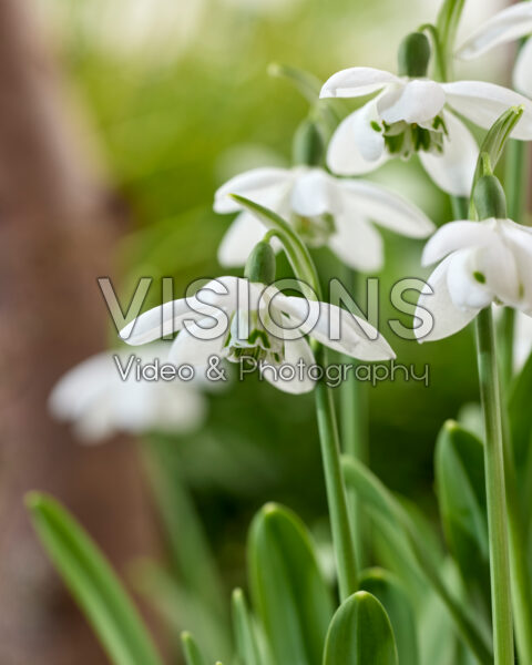 Galanthus Godfrey Owen
