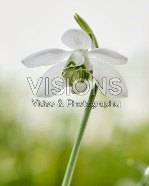 Galanthus Godfrey Owen