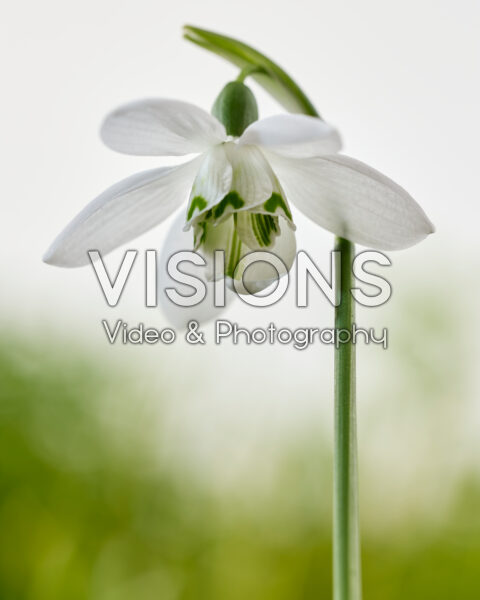 Galanthus Godfrey Owen
