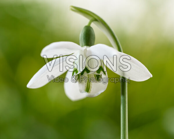 Galanthus Godfrey Owen Galanthus Godfrey Owen