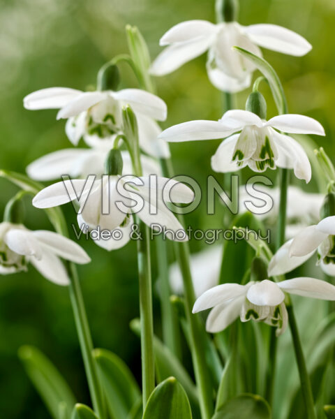 Galanthus Godfrey Owen