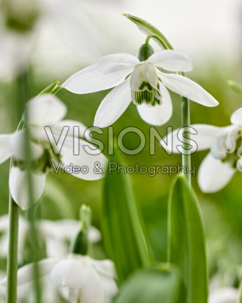 Galanthus Godfrey Owen