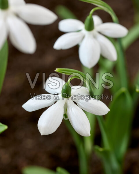 Galanthus Godfrey Owen
