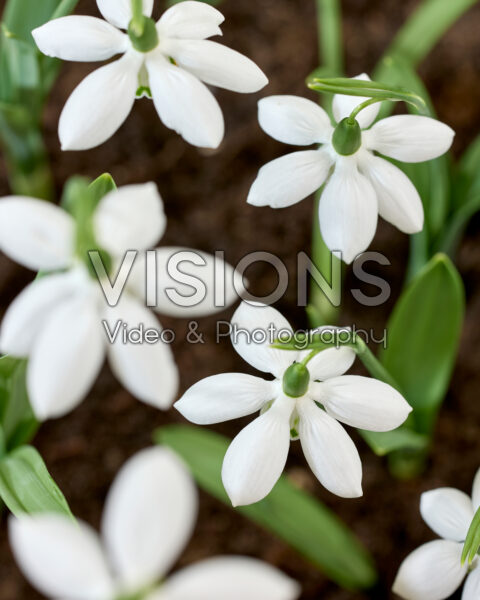 Galanthus Godfrey Owen