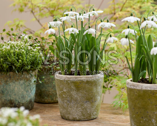 Galanthus Godfrey Owen