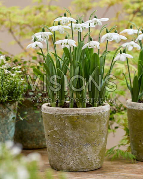 Galanthus Godfrey Owen