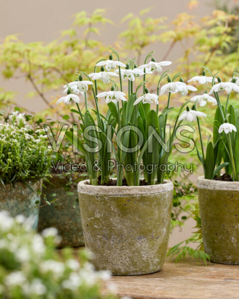Galanthus Godfrey Owen