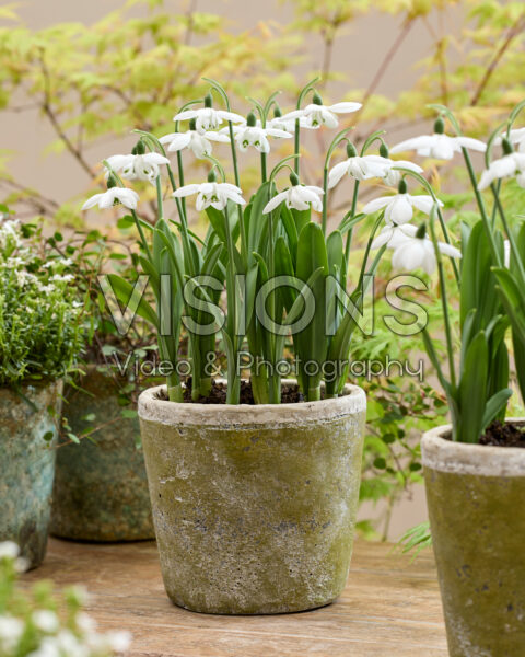 Galanthus Godfrey Owen
