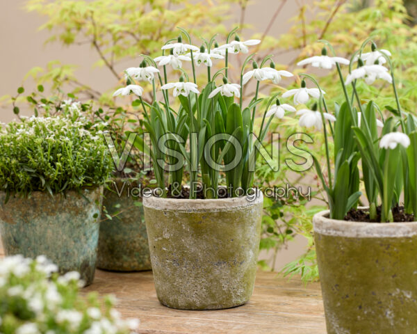 Galanthus Godfrey Owen