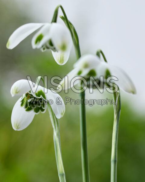 Galanthus Jacquenetta