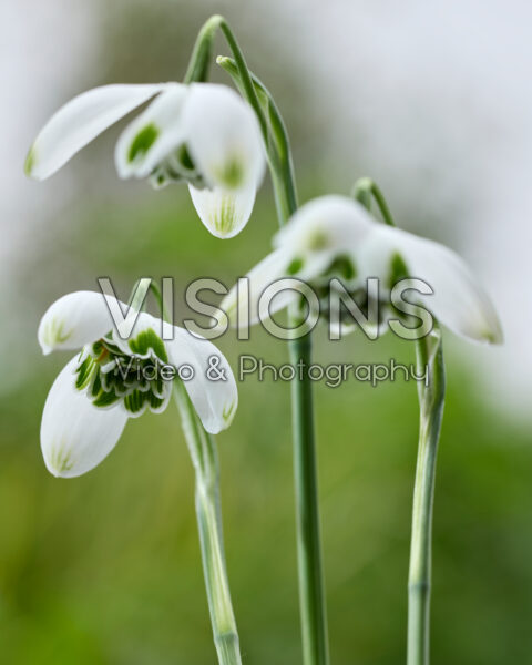Galanthus Jacquenetta