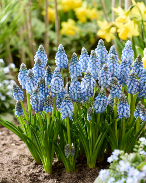 Muscari Allure