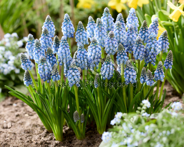 Muscari Allure Muscari Allure