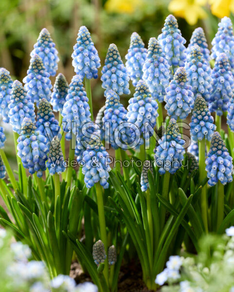 Muscari Allure