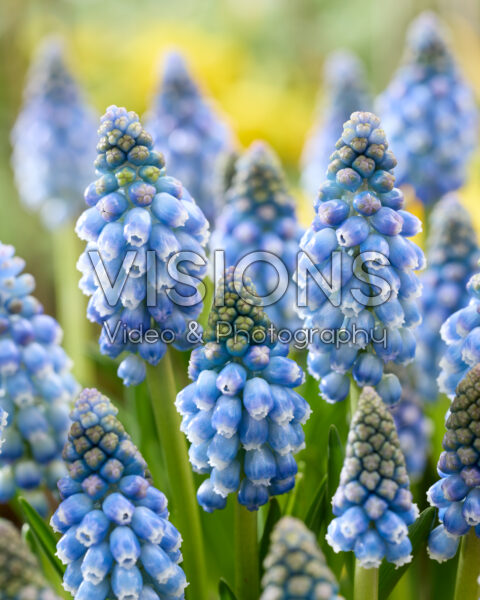Muscari Allure Muscari Allure