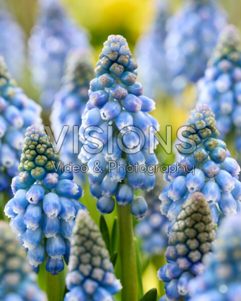 Muscari Allure