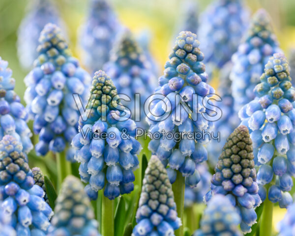 Muscari Allure