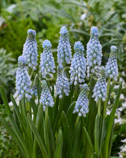 Muscari Love
