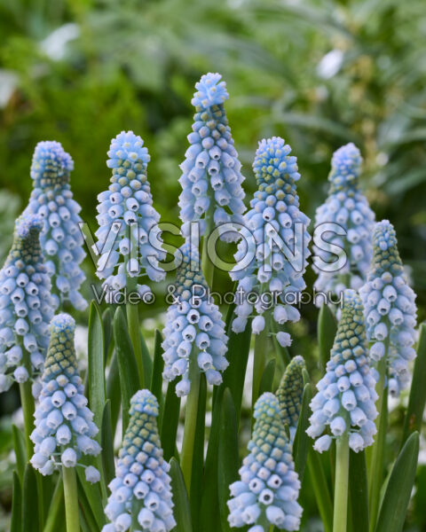 Muscari Love