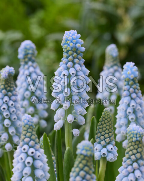 Muscari Love