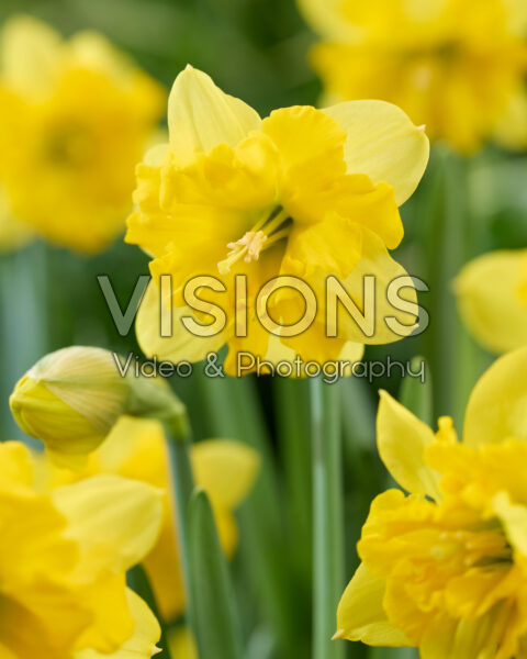 Narcissus Pien Anna