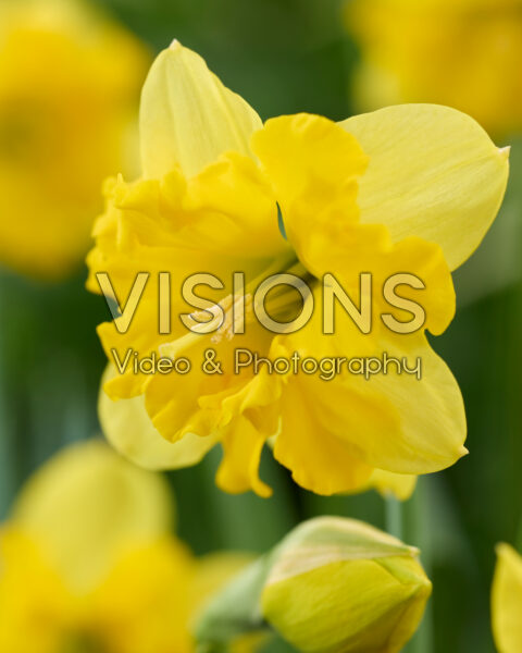 Narcissus Pien Anna Narcissus Pien Anna