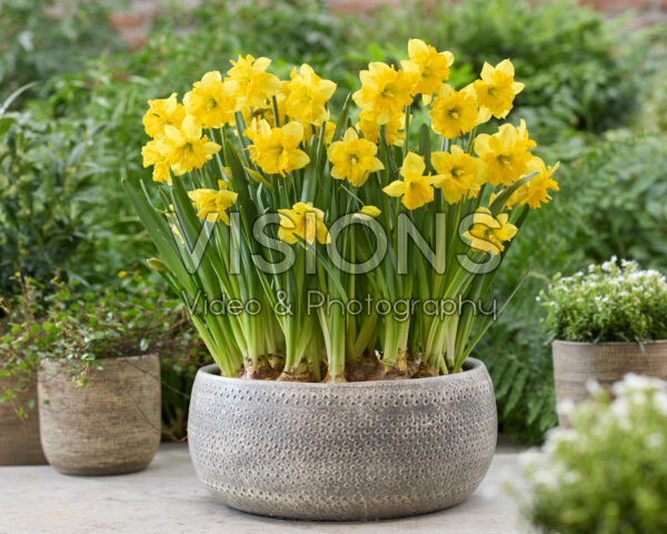 Narcissus Pien Anna
