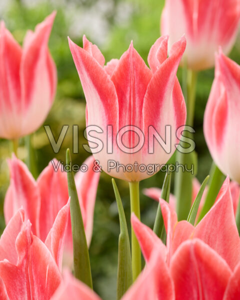Tulipa Strawberry Romanoff