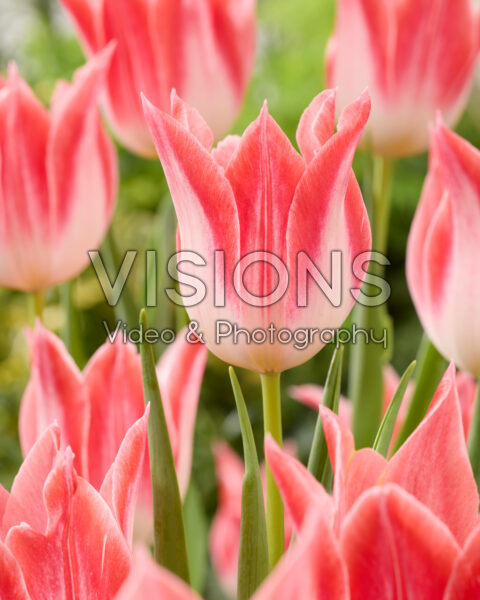 Tulipa Strawberry Romanoff