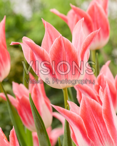 Tulipa Strawberry Romanoff