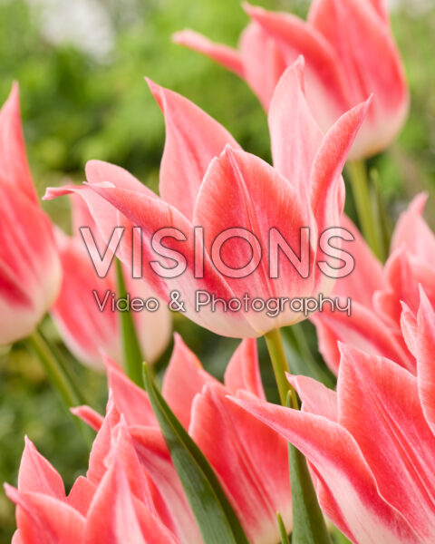 Tulipa Strawberry Romanoff Tulipa Strawberry Romanoff