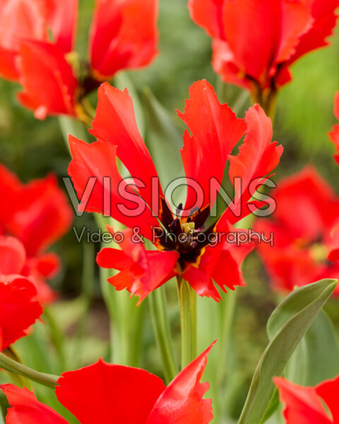 Tulipa Exotic Bird