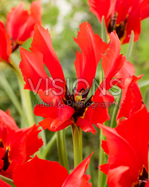 Tulipa Exotic Bird Tulipa Exotic Bird