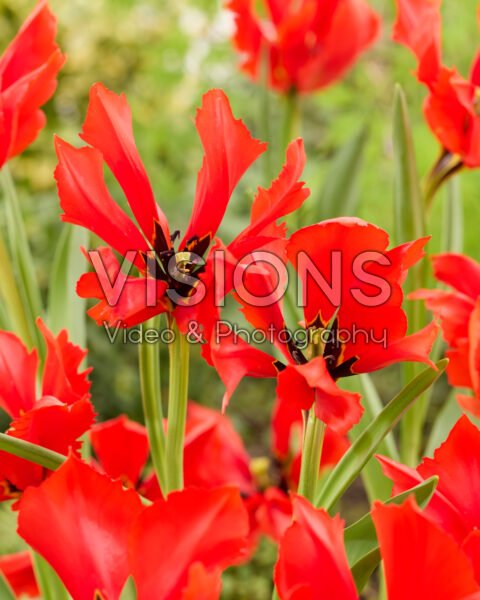 Tulipa Exotic Bird Tulipa Exotic Bird