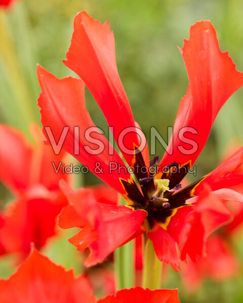 Tulipa Exotic Bird Tulipa Exotic Bird