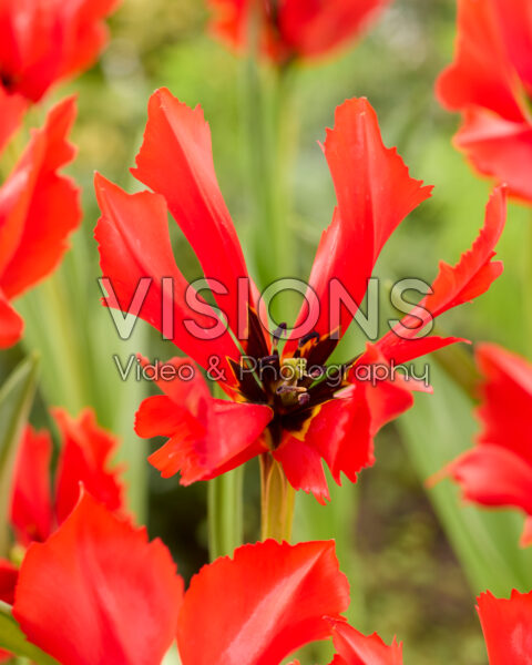 Tulipa Exotic Bird