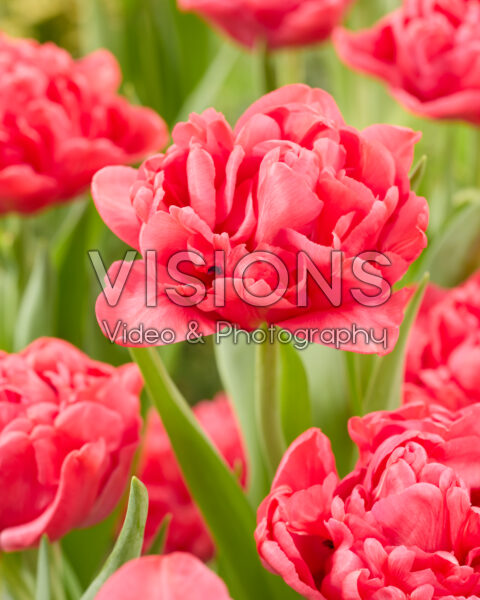 Tulipa Pink Charm