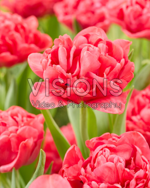 Tulipa Pink Charm