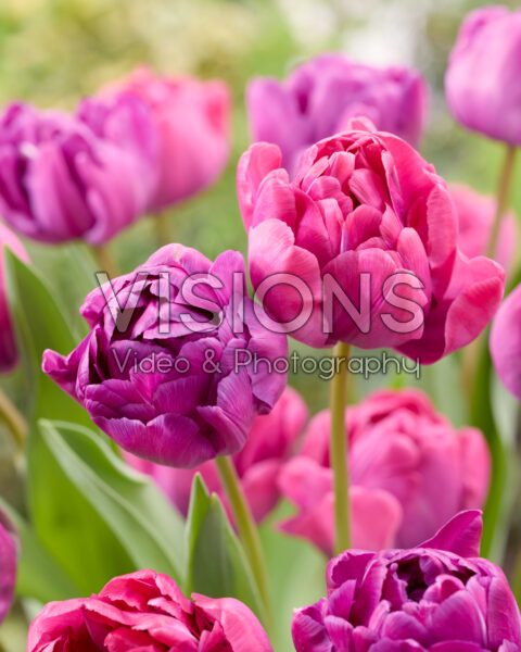 Tulipa Blue Diamond, Rosy Diamond