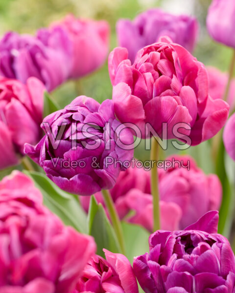 Tulipa Blue Diamond, Rosy Diamond