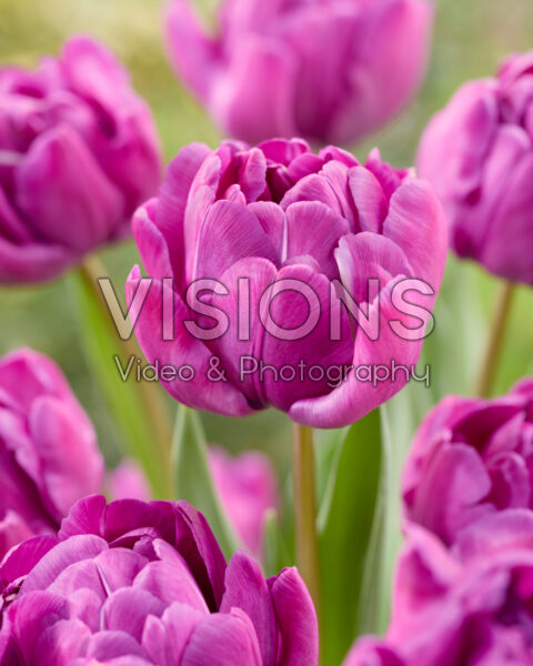 Tulipa Blue Diamond