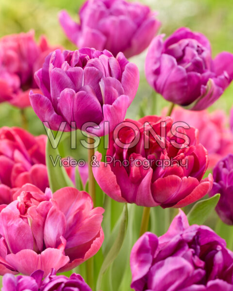 Tulipa Blue Diamond, Rosy Diamond