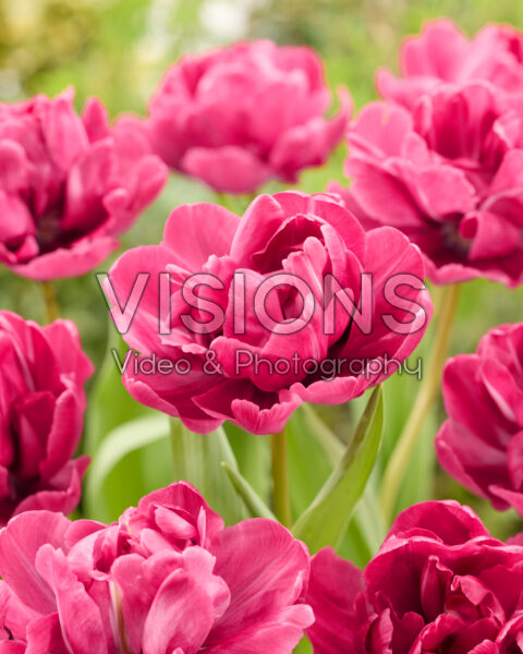 Tulipa Rosy Diamond