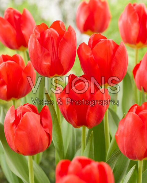 Tulipa Lucky Wonder