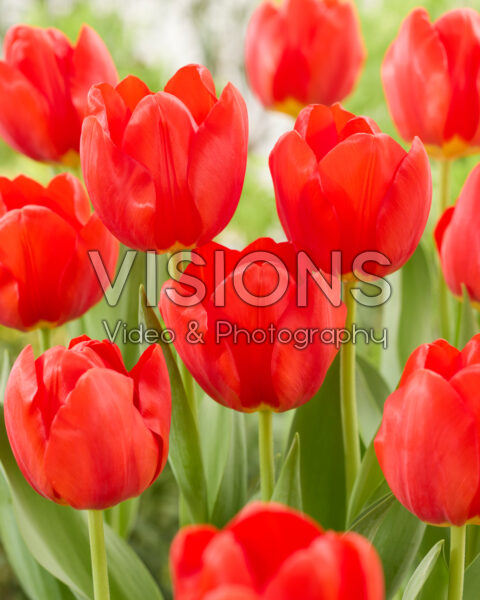 Tulipa Lucky Wonder