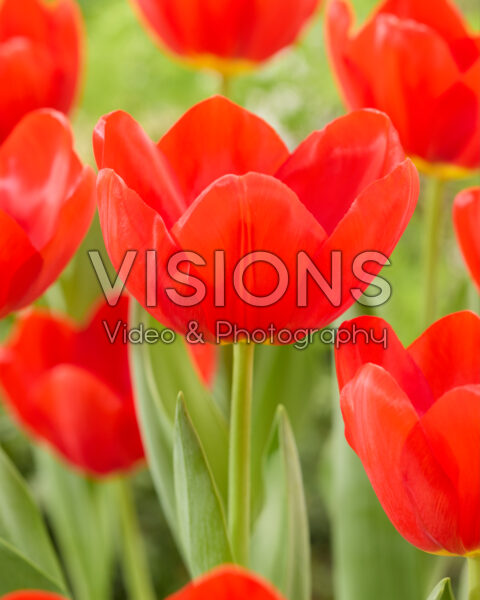 Tulipa Lucky Wonder