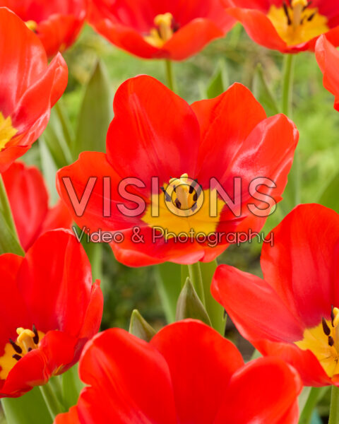 Tulipa Lucky Wonder