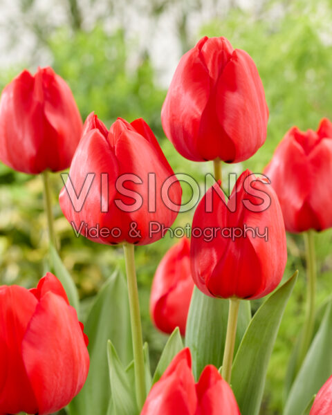 Tulipa Lucky Power Tulipa Lucky Power
