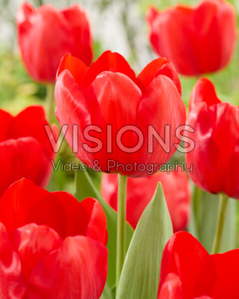 Tulipa Lucky Power Tulipa Lucky Power